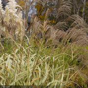 Miscanthus Grass, Variegatus #3